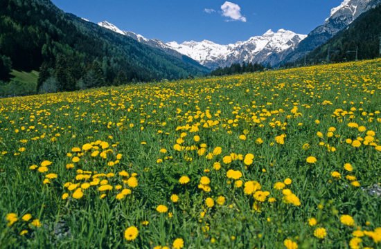 Landschaft Plferschtal