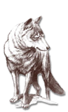 wolfenhof wolf